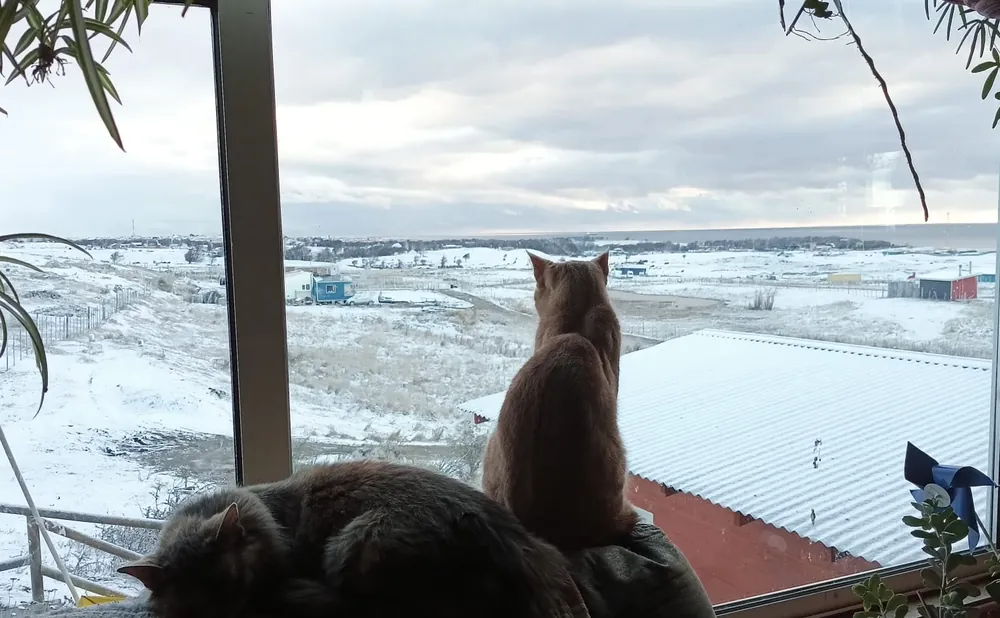 Dos gatos descansan junto a una ventana que mira la estepa nevada de Punta Arenas